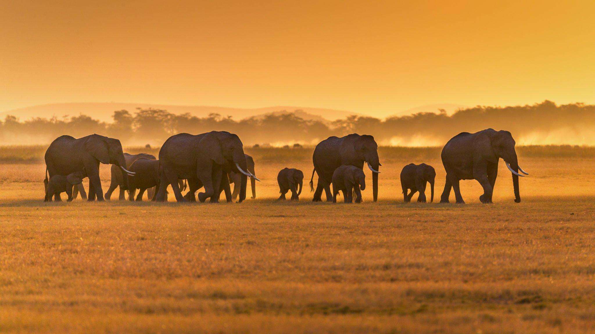 Tanzania Luxury safari Starting from Zanzibar