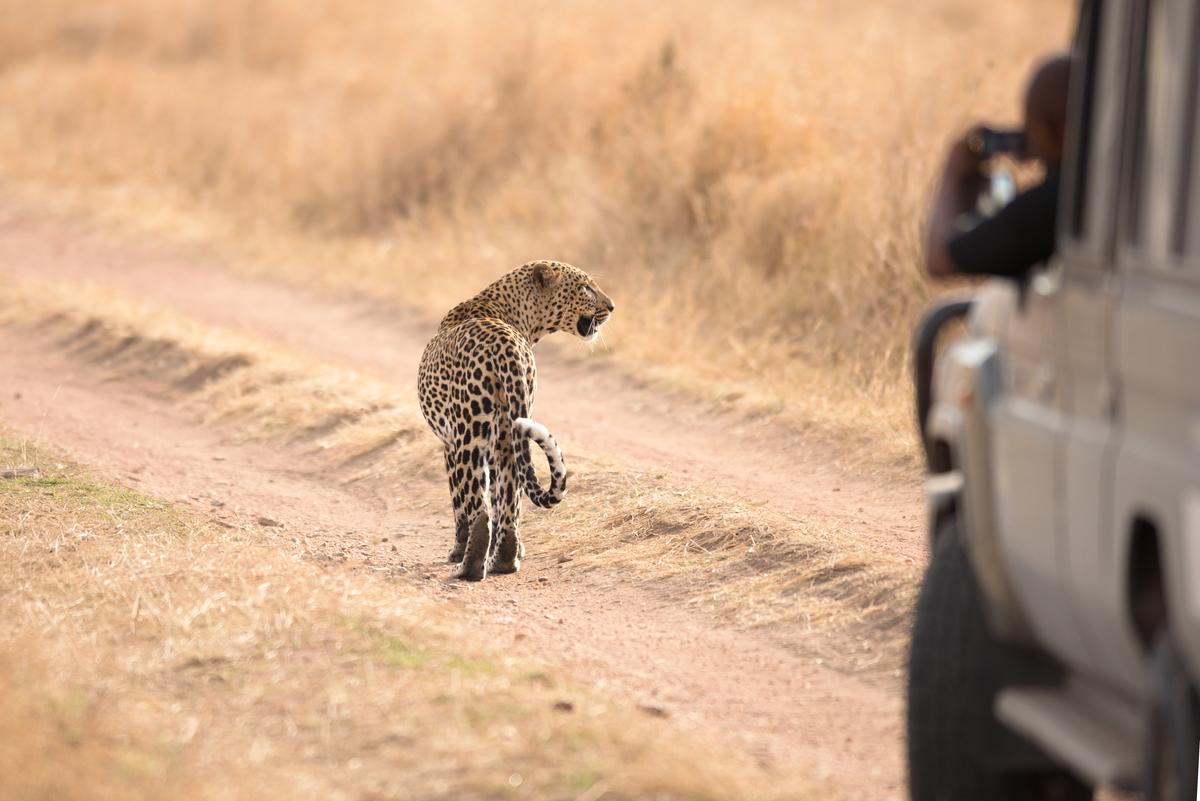 Tanzania safari in february