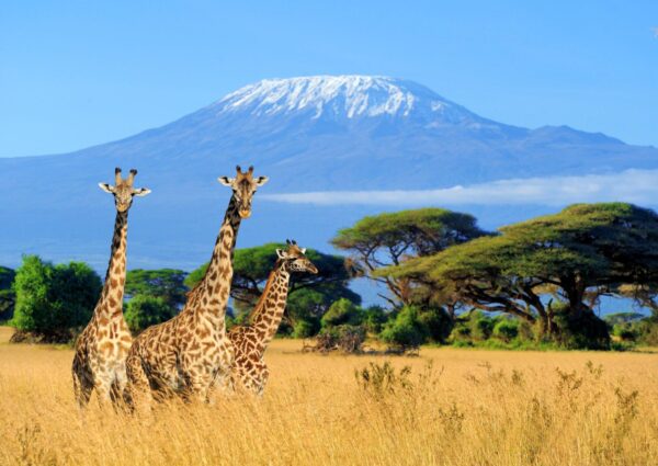 2024 Tanzania Safaris