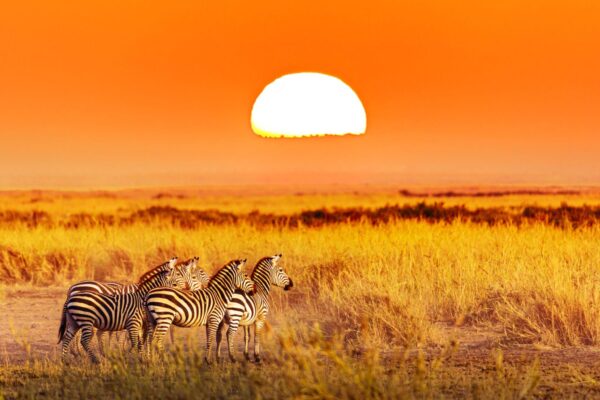 2024/2025 Tanzania Safaris and Tours