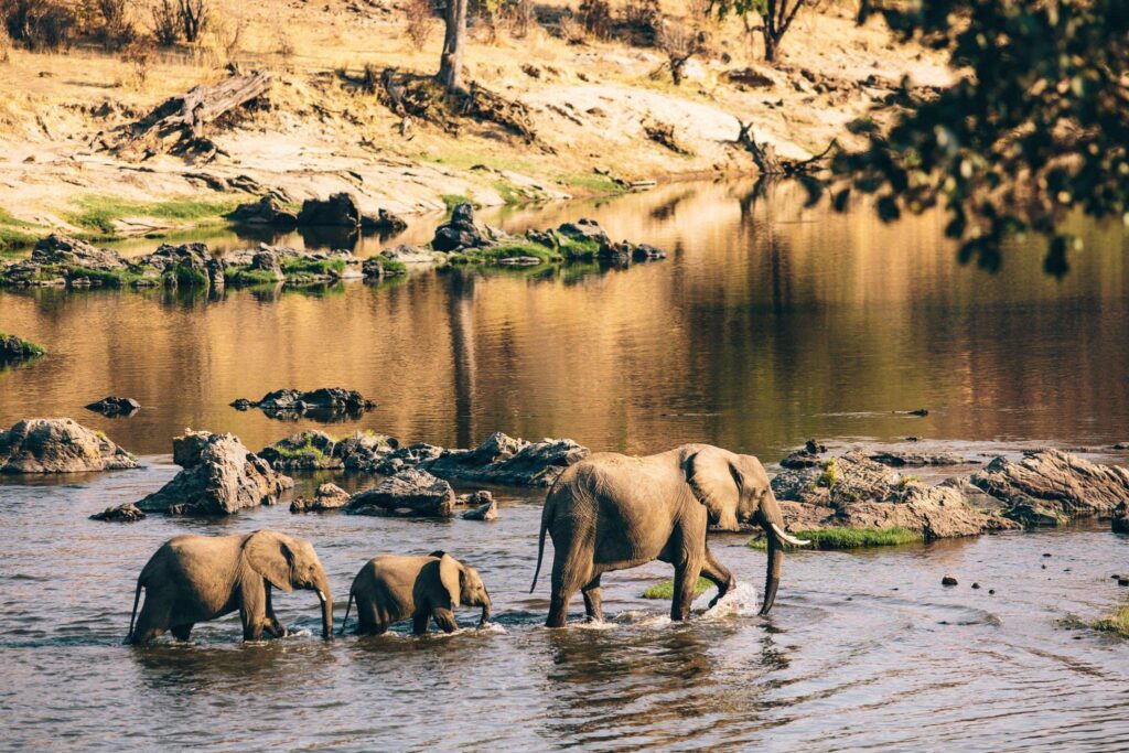 Private Tanzania Safari and Budget packages for 2024 / 2025