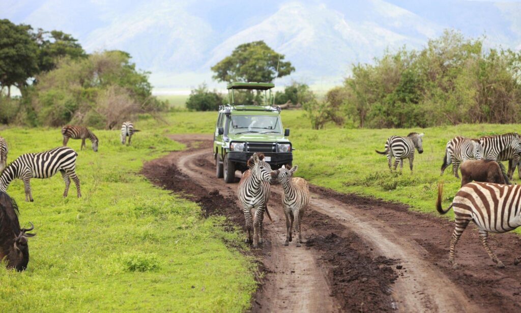 Tanzania Safari in January