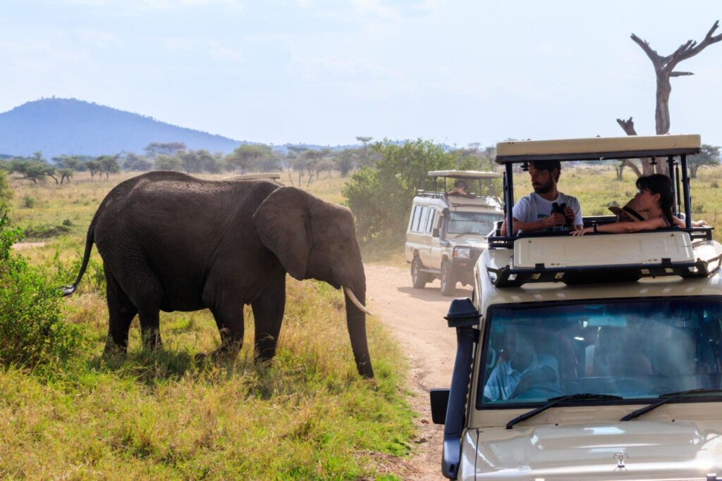 2024 and 2025 Tanzania Safaris and Tours