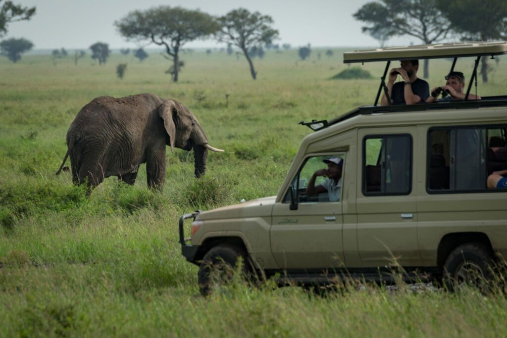 Cost of Tanzania safari