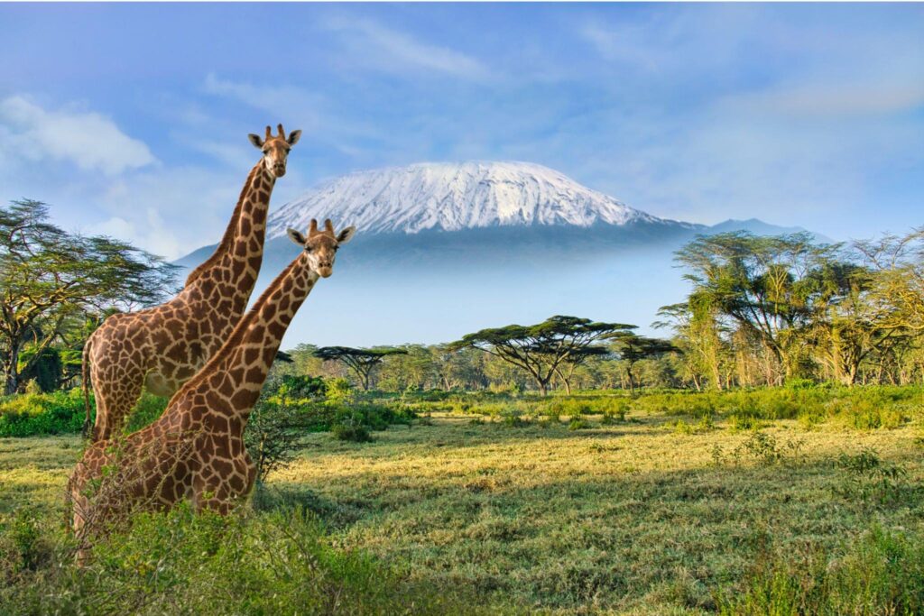 Tanzania Safari vs Kenya Safari