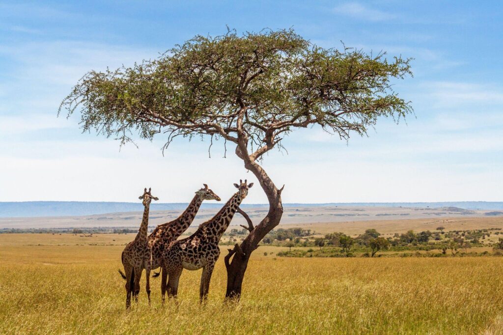 6 Days Joining Safari Tanzania package