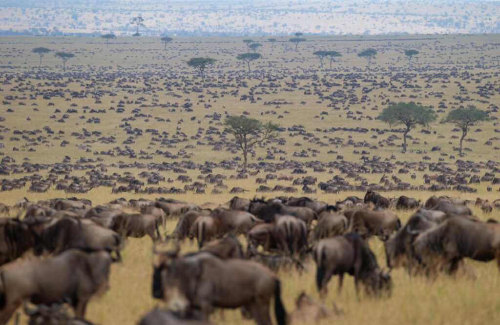 Serengeti Great Migration Tanzania - Nature Responsible Safari
