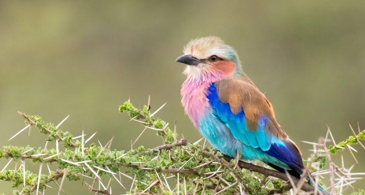 Your Guide for Safari bird-watching in Tanzania